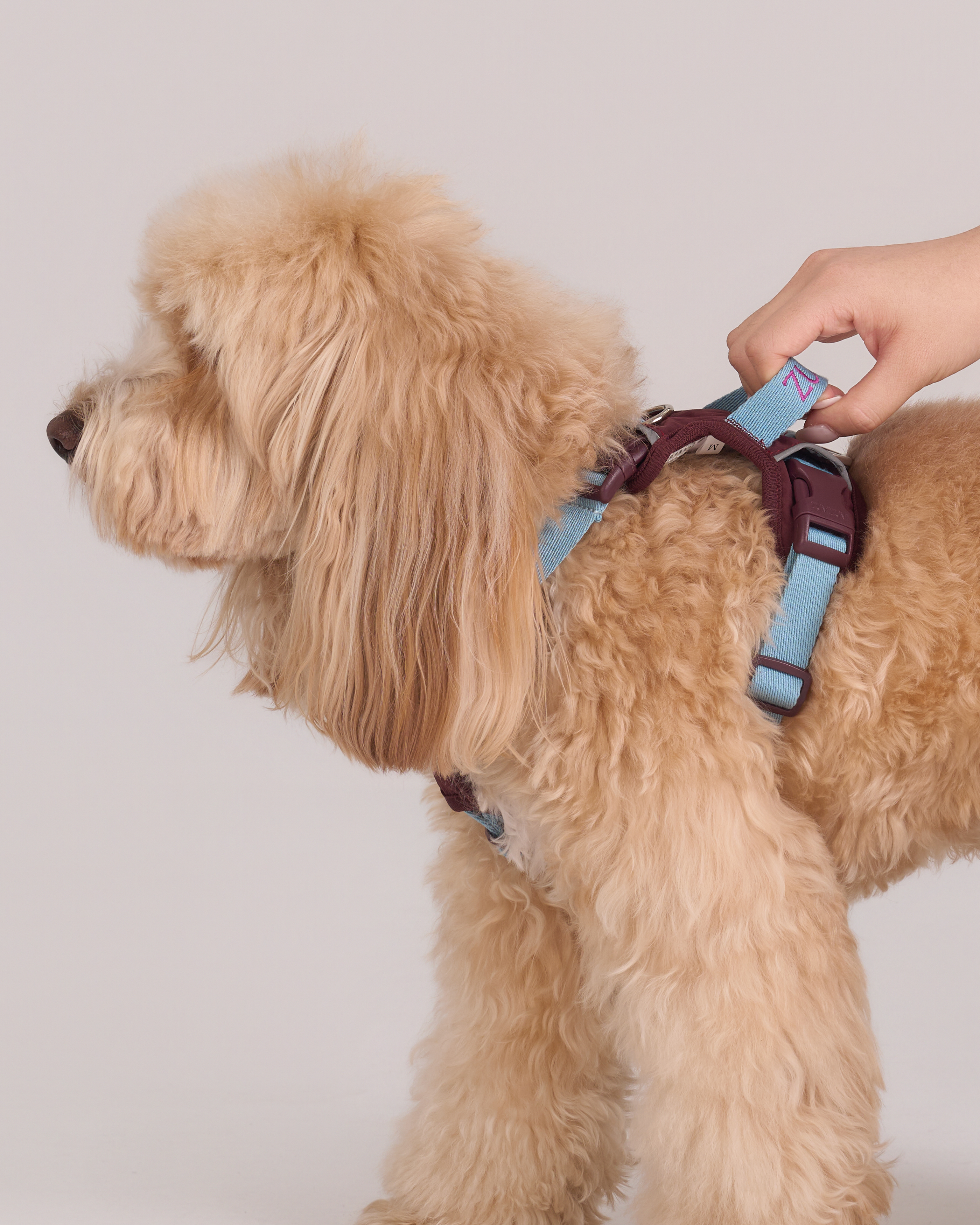 Chelsea Cherry Pie Step in Harness – Bordeaux/Turquoise 