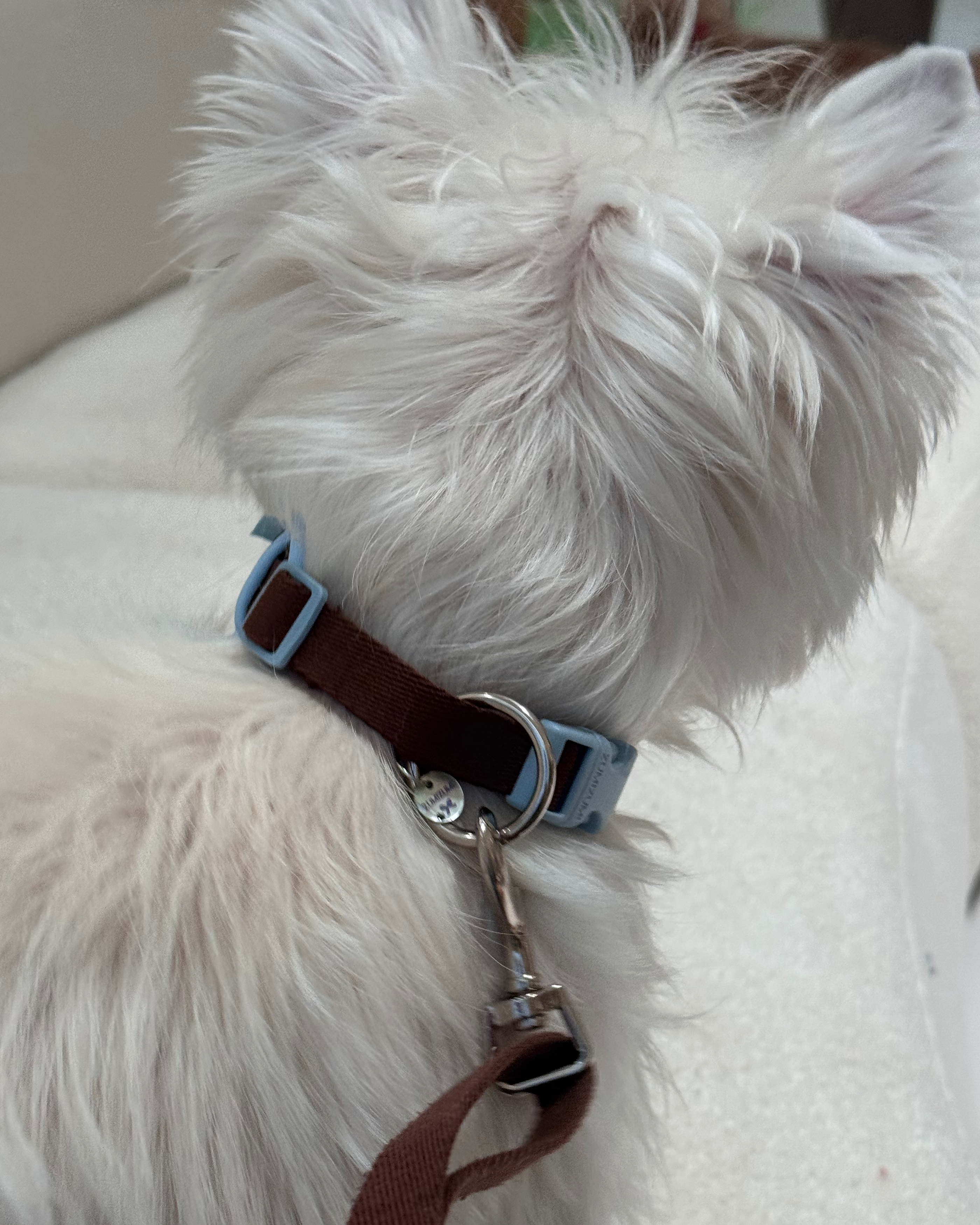 Col Chelsea Everyday - Marron et bleu