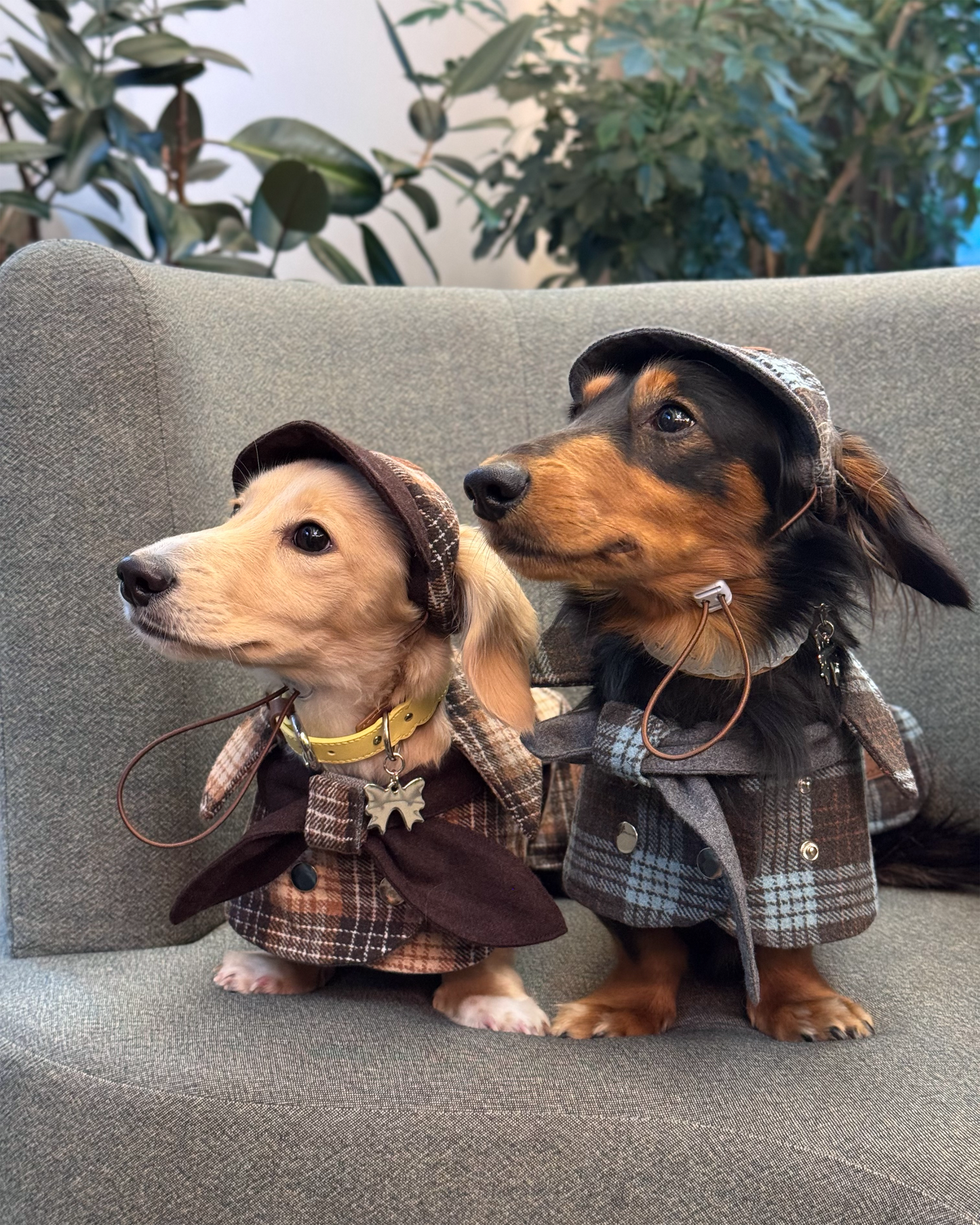 Detective Cape Jacket --Brown/Beige