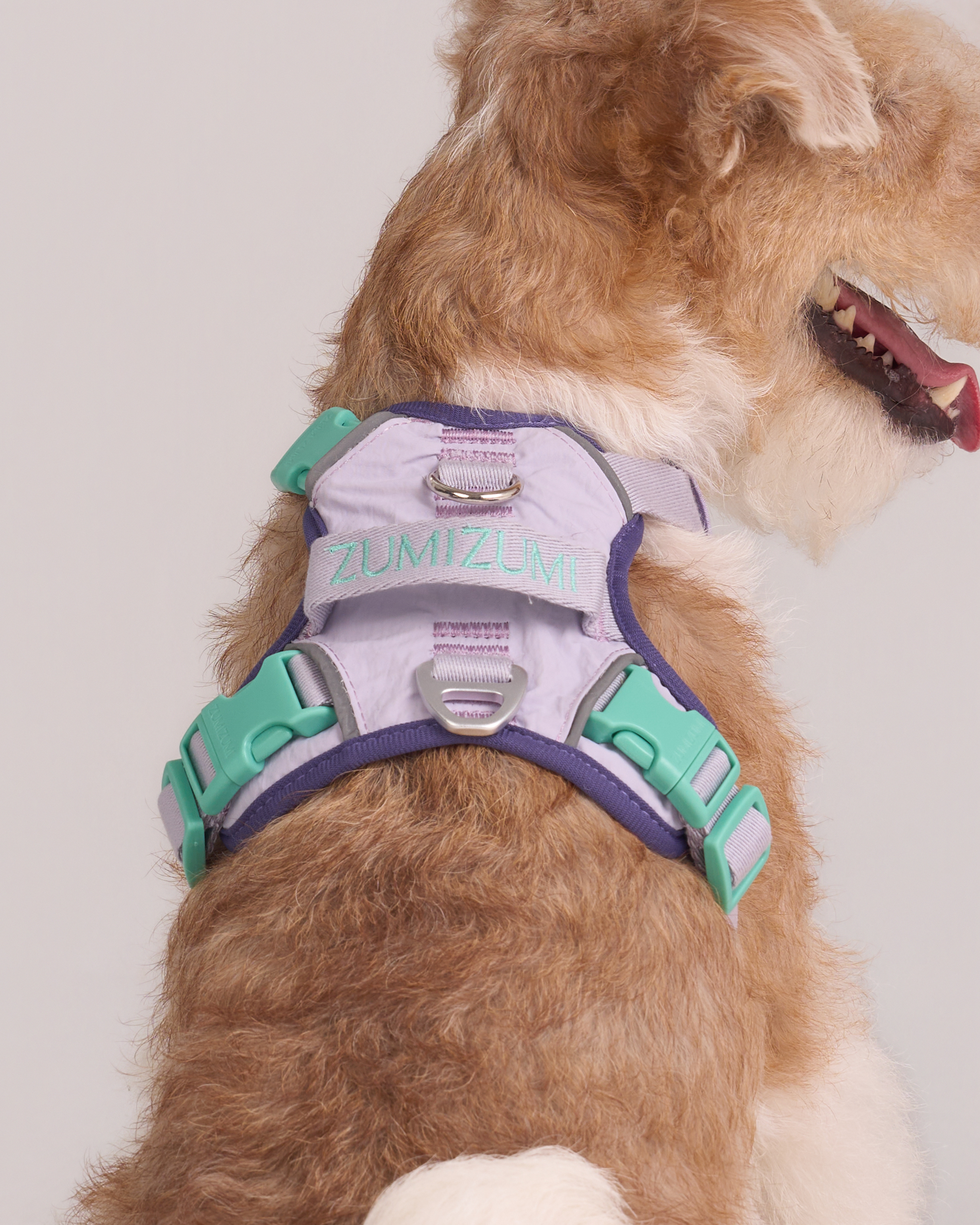 Chelsea Cherry Pie Step in Harness – Bordeaux/Turquoise 