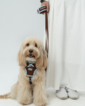 Hands-free Leash -- Brown/Blue