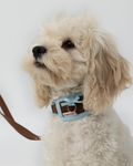 Collar -- Brown/Blue