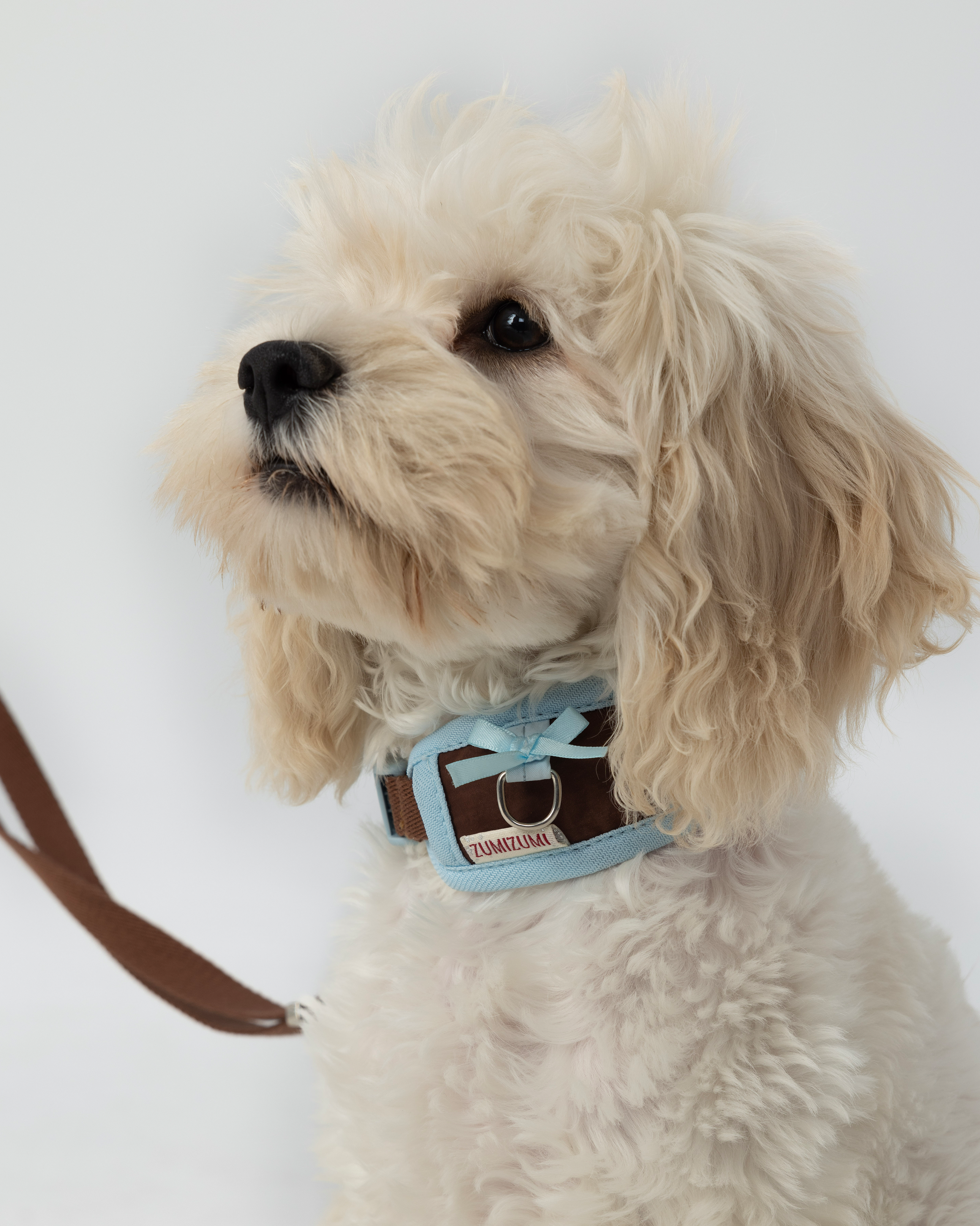 Col Chelsea Everyday - Marron et bleu