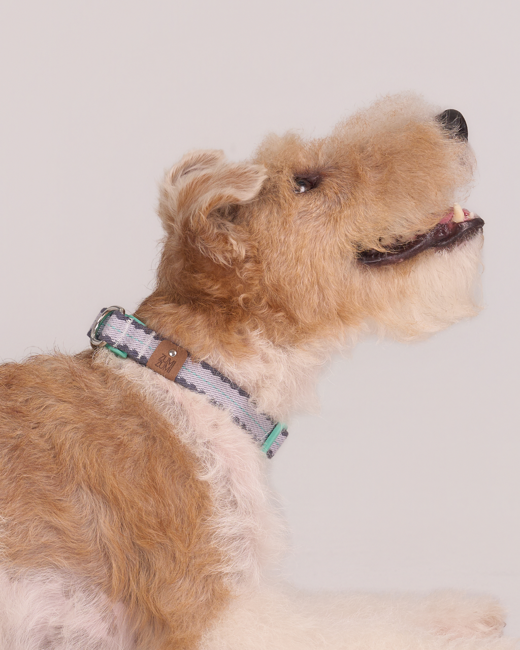 Collar -- Lavender/Navy