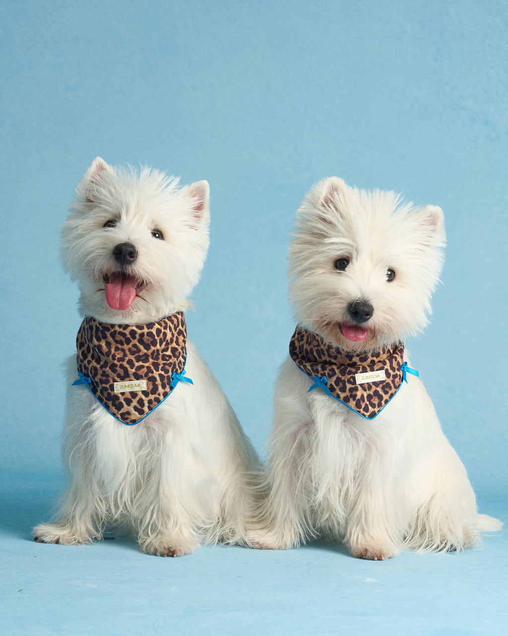 Bandana -- Leopard/Blue