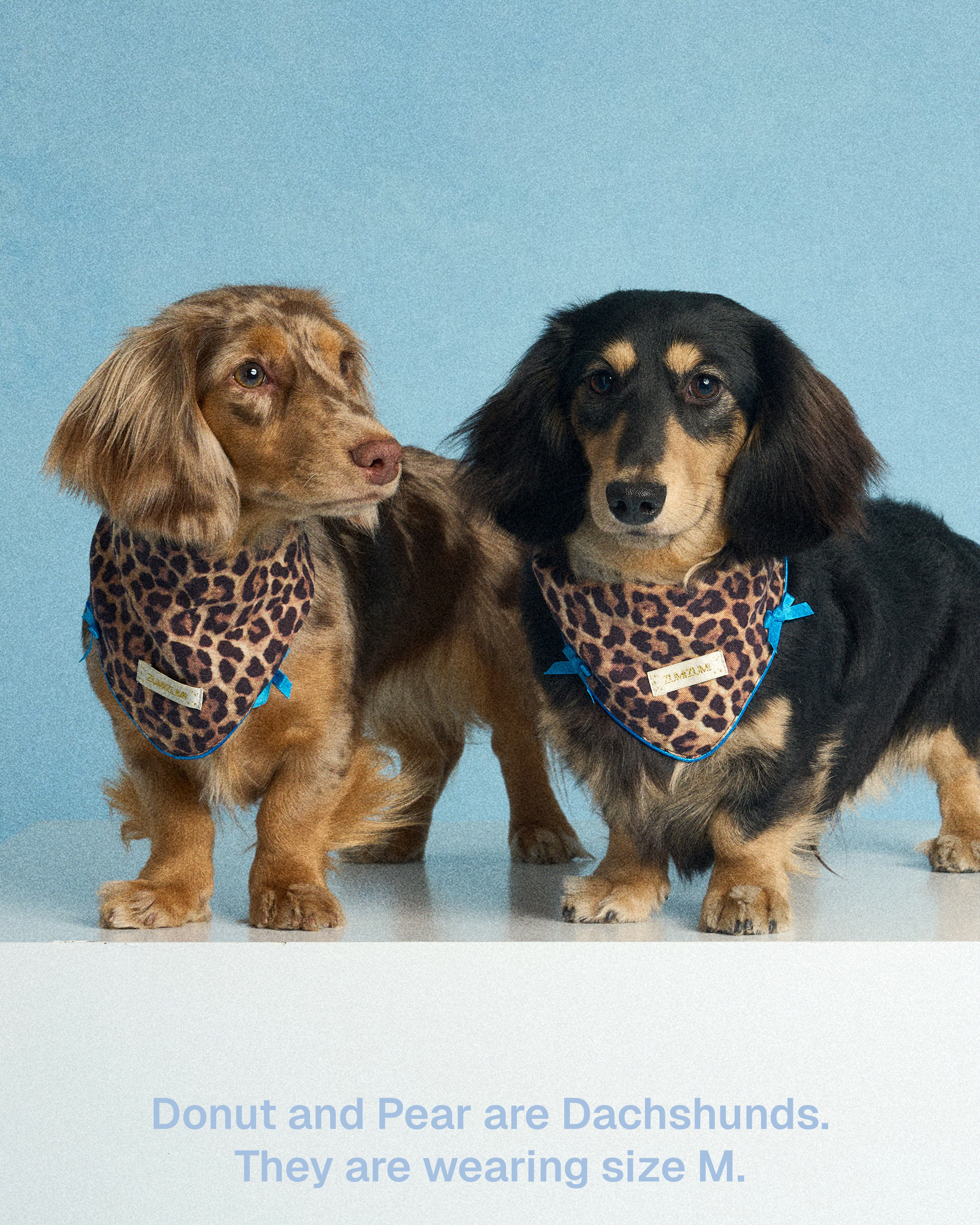 Bandana -- Leopard/Blue